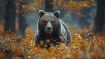 ai gerado ampla Castanho Urso em pé dentro chuva foto