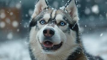 ai gerado majestoso rouco cachorro dentro Preto e branco foto