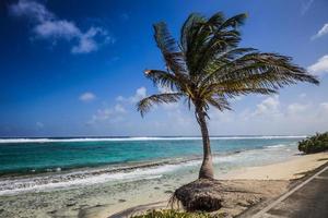 grande palmeira de frente para a praia foto