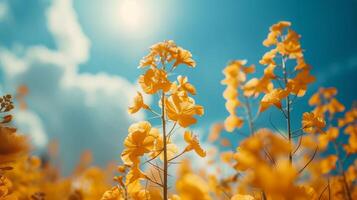 ai gerado campo do amarelo flores debaixo azul céu foto