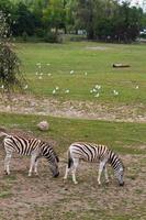 zebra pastando na reserva foto