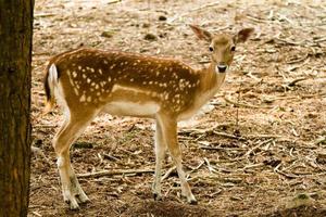 gamo na floresta foto