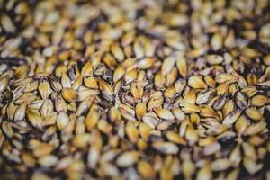 textura de grão de cerveja de cevada maltada em estúdio. foto