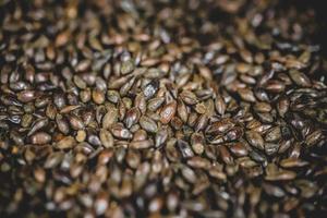 textura de grão de cerveja de cevada maltada em estúdio. foto