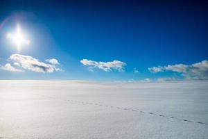 pista de raposa em um grande campo congelado em um mágico dia ensolarado de inverno foto