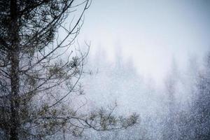 forte tempestade de neve em uma floresta de pinheiros foto