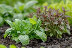 ai gerado vegetal jardim com linhas do fresco alface e manjericão plantas crescendo dentro rico solo. foto