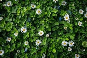 ai gerado vibrante verde Prado salpicado com branco margaridas e pequeno azul flores, visto a partir de acima. foto