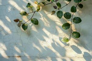 ai gerado suave sombra do folhas e galhos em uma branco texturizado parede, dando uma sereno e natural sentir. foto