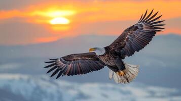 majestoso Careca Águia vôo dentro frente do uma pôr do sol foto