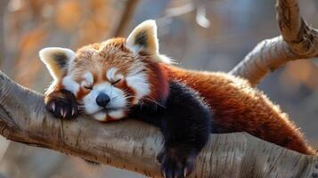 vermelho panda dormindo em árvore ramo foto