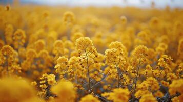 campo do amarelo flores com embaçado fundo foto