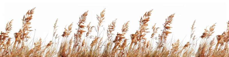 ai gerado dourado trigo campo contra branco fundo agricultura e colheita tema foto
