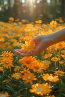 iluminado pelo sol mão segurando uma margarida no meio uma vibrante laranja flor campo foto