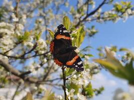 vanessa atalanta borboleta em flor foto