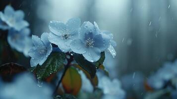 delicado azul flores dentro □ Gentil chuva às crepúsculo foto