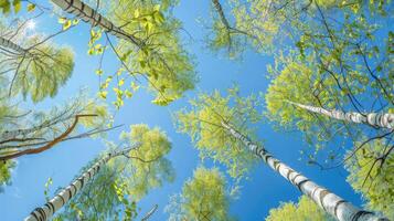 bétula árvore com fresco verde folhas em uma verão dia contra a azul céu foto