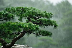 japonês jardim pinho árvores dentro Primavera chuva. foto