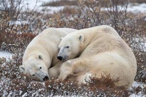 dois polar ursos elas estão em repouso dentro a tundra. foto