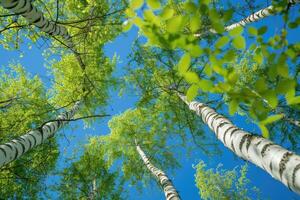 bétula árvore com fresco verde folhas em uma verão dia contra a azul céu foto