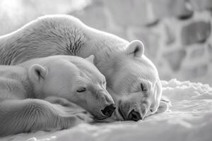 dois polar ursos elas estão em repouso dentro a tundra. foto