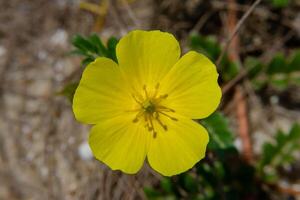 a amarelo flor do Demonios Espinho. foto