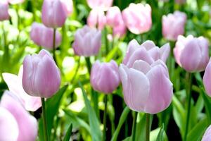 tulipas flor lindo dentro jardim plantar foto