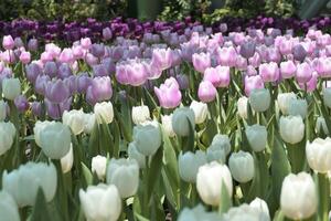 tulipas flor lindo dentro jardim plantar foto