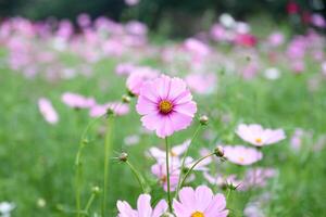 campo do colorida cosmos flores foto