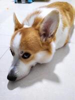 fofa Pembroke galês corgi lado olho, adorável face expressão foto