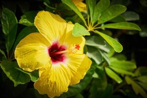 amarelo hibisco em uma arbusto. foto