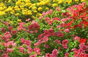 a textura de um grande número de flores coloridas diferentes plantadas em um canteiro de flores foto