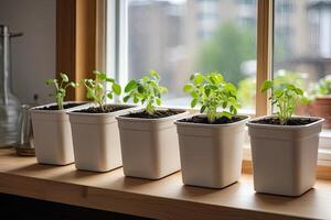 mudas do legumes para plantio dentro a aberto terra dentro a jardim estão crescido em a peitoril da janela - preparação para a verão temporada, subsistência agricultura. foto