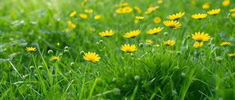 lindo verde Relva e selvagem amarelo flores em a gramado ao ar livre dentro manhã. Primavera verão natural fundo. foto