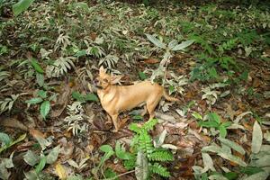 animal cachorro este geralmente acompanha a cacau colecionador foto