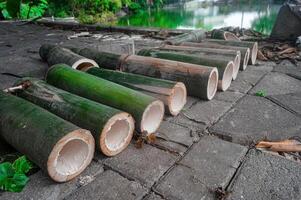 peças do verde bambu árvore roupa de baixo dentro uma linha foto