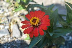 uma florescendo vermelho zínia flor foto