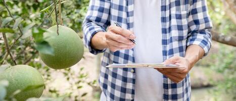 orgânico agricultura, fruta Fazenda. agricultores verificar novamente qualidade registro em dados em lista de controle. pomelo crescer naturalmente, ecológico biológico, saudável, tecnologia, não tóxico, colheita, científico , acadêmico foto