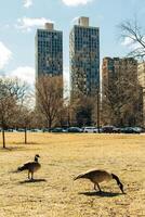 Chicago, EUA - gansos comer Relva centro da cidade foto