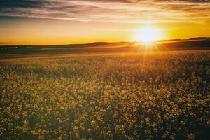 agrícola floração colza campo às pôr do sol. estética do vintage filme. foto