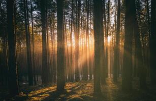 raios solares iluminador a roupa de baixo do pinho árvores às pôr do sol ou nascer do sol dentro a cedo inverno pinho floresta. estética do vintage filme. foto