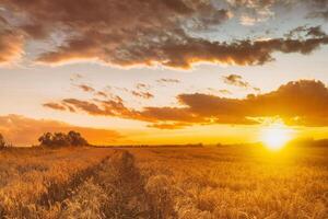 pôr do sol ou nascer do sol dentro a agrícola campo com orelhas do jovem dourado centeio com uma nublado céu. estética do vintage filme. foto