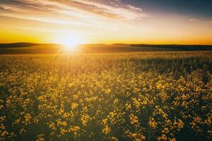 agrícola floração colza campo às pôr do sol. estética do vintage filme. foto