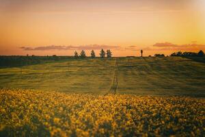 agrícola floração colza campo às pôr do sol. estética do vintage filme. foto