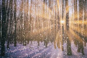 pôr do sol ou nascer do sol dentro uma bétula Arvoredo com uma queda neve. linhas do bétula roupa de baixo com a do sol raios. queda de neve. vintage Câmera filme estética. foto