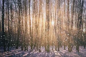 pôr do sol ou nascer do sol dentro uma bétula Arvoredo com uma queda neve. linhas do bétula roupa de baixo com a do sol raios. queda de neve. vintage Câmera filme estética. foto