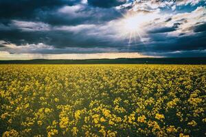 a Sol quebra através tempestade nuvens dentro uma floração colza campo. estética do vintage filme. foto