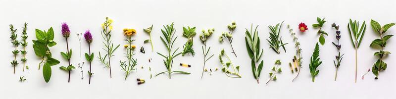 coleção do medicinal plantas, ervas e flores botânico sortimento para homeopatia. conceito do natural remédios, alternativo medicamento, fitoterapia, verde farmacia e holístico cuidados de saúde foto