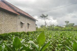 uma simples Vila casa dentro a meio do uma tabaco plantação este parece verde em uma nublado dia foto