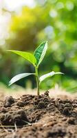 jovem plantar crescendo em seco solo com verde fundo debaixo a luz solar. terra dia conceito foto